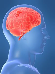 Con người phải trả giá vì có bộ não lớn